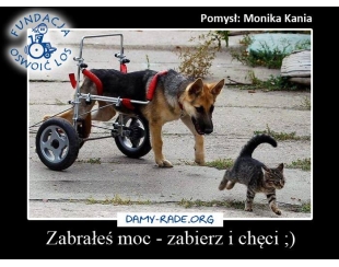 obrazek
